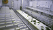rapidly growing plants